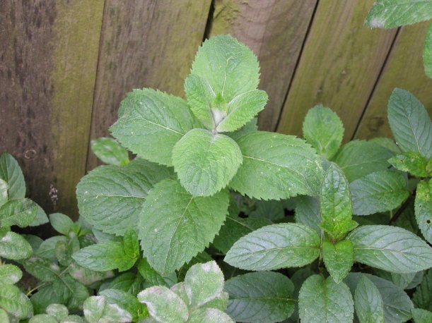 Apple mint and peppermint against a wooden fence