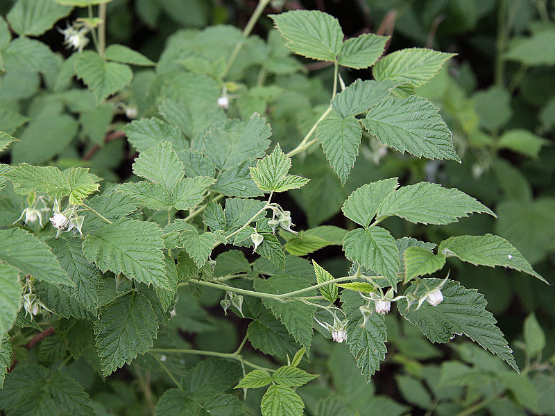 Leaves of the red raspberry plant, Rubus idaeus, can be used to make a caffeine-free herbal tea which in some respects resembles black tea.  Public domain photo by Matti Virtala.