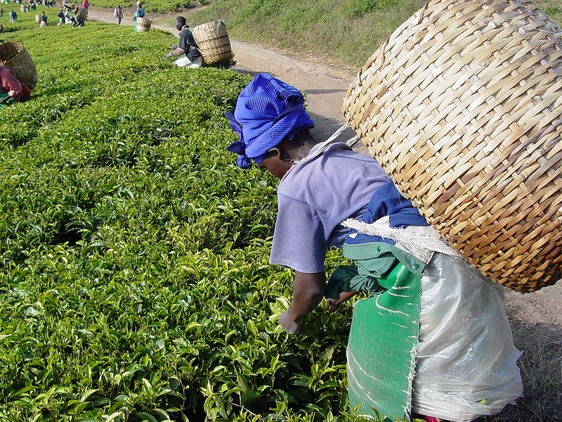 A lot of effort goes into tea production; decaffeination effectively throws out a large portion of that effort.  Photo by Martin Benjamin, licensed under CC BY-SA 3.0.